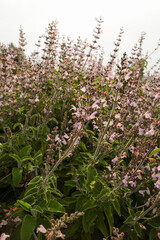 Blooming wild Salvia sage herbs in the mountains. Natural floral background. Romantic card.