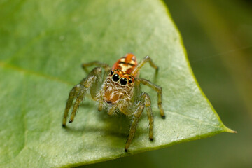 Araña saltadora anaranjada