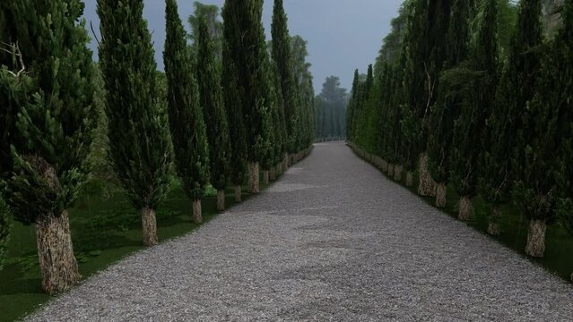 Cedar trees alley with rain and fog falling, 4K