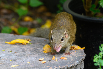 Indochinese ground squirrel 