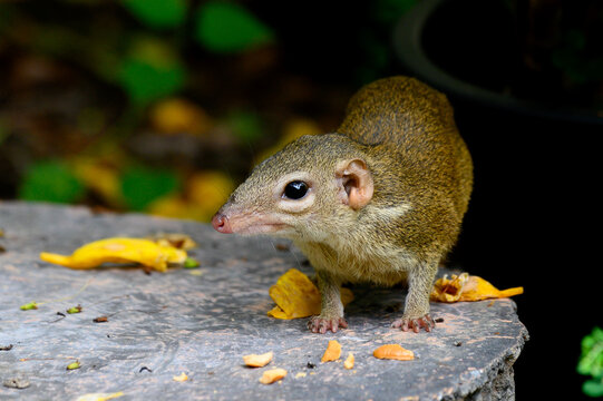 Indochinese Ground Squirrel 