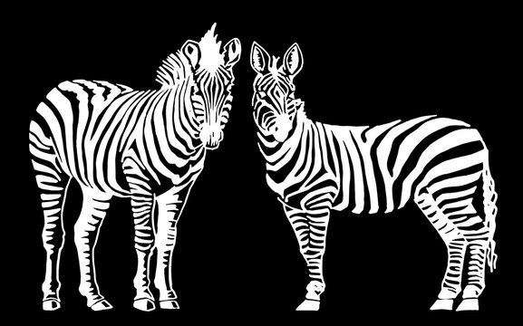 Graphical two  zebras standing and watching into the distance isolated on black, vector illustration for printing and design