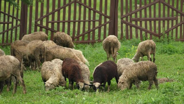 sheep graze in the field. sheep's skin. sheep's milk. sheep meat. nutritious food for a restaurant