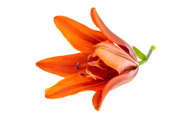 lily flower isolated