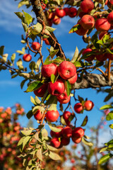 A fruits cluster of "Niğde Apple" (Malus domestica var. nigde), a local apple variety grown in Niğde Province, Turkey.