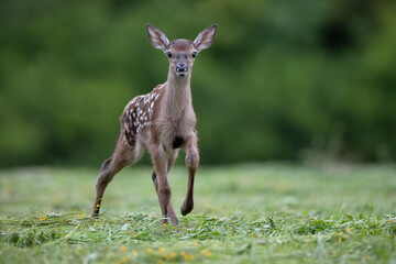 Curious baby red deer, cervus elaphus, walking on meadow in summer. Young spotted mammal...