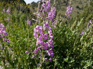 There are different colors of fireweed in Uzbekistan. They mostly grow in high mountains.