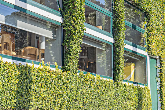 Office windows and building facade whole plant covered with plants of hedge. Hedge, green wall. Greening of city buildings