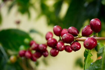 Ripe coffee beans on the stem. Coffee tree. Brazil. Coffee production.	
