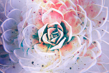 Artistic floral background with succulent plant White Mexican Rose closeup. Fade mode colors with...
