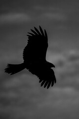 eagle in flight