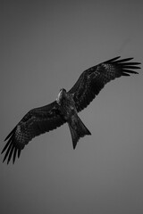 eagle in flight