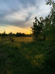 sunset in the forest