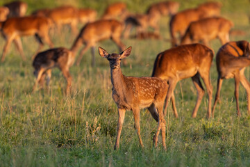 Naklejka na ściany i meble Young red deer, cervus elaphus, walking on grassland with herd in background. Group of mammals grazing on field in sunset. Baby spoted animal looking to the camera in golden hour.