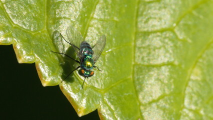 Long-legged fly on a leaf in a backyard in Panama City, Florida, USA