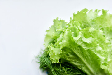 Green bunch of fresh lettuce on a white background