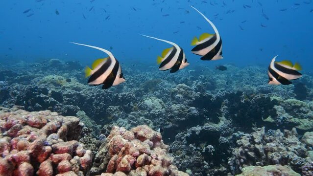 Beautiful bannerfish in clear blue water on a tropical coral reef at the atoll of Fakarava, French Polynesia