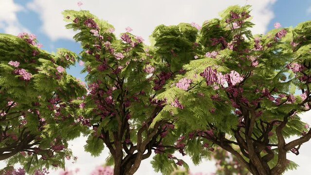 Top of the jacaranda bloomed trees against the blue sky, 4K