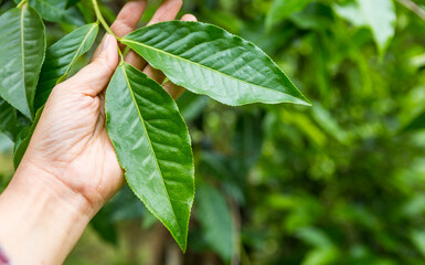 Fresh green Assam tea leaves in female farmer hand over blurred tea garden background, organic tea...