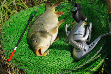 Wild carp lying on a fishing net next to a float and a fishing rod with a reel.