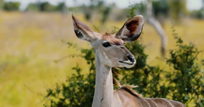 Portrait of curious Female Kudu on African savanna, African Wildlife Tourism