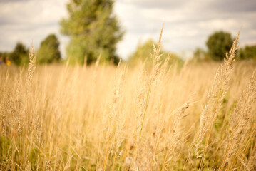 dry grass meadow on a cloudy day