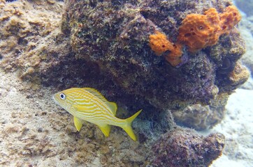 Underwater image of a Haemulon flavolineatum, the French grunt fish swimming near a corals in the reef 