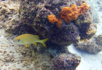 Underwater image of a Haemulon flavolineatum, the French grunt fish swimming near a corals in the reef 