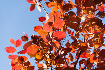 Autumn leaves on the tree. Season of colorful foliage.	