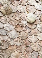 Fototapeta na wymiar cockle shell background pattern texture. ocean wildlife seafood concept