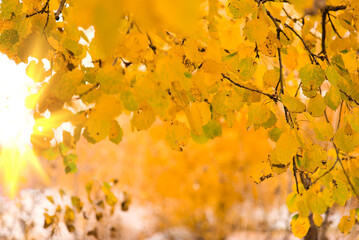 Naklejka na ściany i meble Autumn leaves on the tree. Season of colorful foliage. 