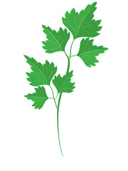 Illustration d'une feuille de Persil, branche de persil frais sur fond transparent