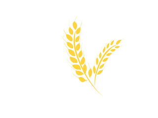 Dessin de deux &eacute;pis de Bl&eacute;, sur fond isol&eacute;