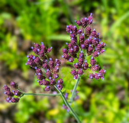 Verbena bonariensis a purple herbaceous perennial summer autumn flower plant commonly known as purple top or Argentinian vervain .