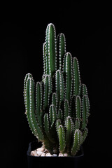 Fairy castle cactus in black pot. © wacharagorn