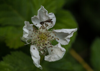 Bramble Bloom Visitor