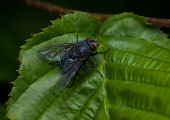 Bluebottle