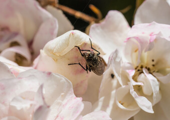 Fly Amongst The Roses