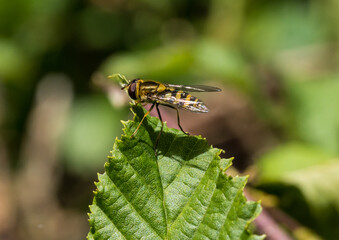 Resting Hoverfly