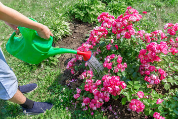 A gardener pours water from a watering can over the bushes of a red climbing rose. Taking care of...