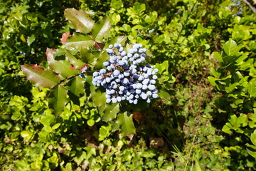 Mahonia aquifolium, the Oregon grape or holly-leaved barberry, is a species of flowering plant in...
