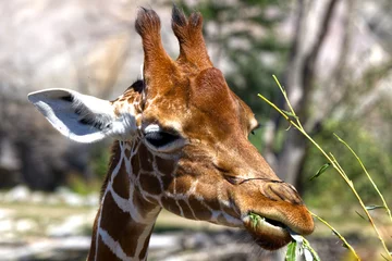 Gordijnen Eating giraffe © Jrg