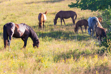 in the pasture in Boisoara, Romania