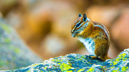 squirrel macro portrait