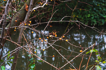 Autumn, branches with wild orange apples