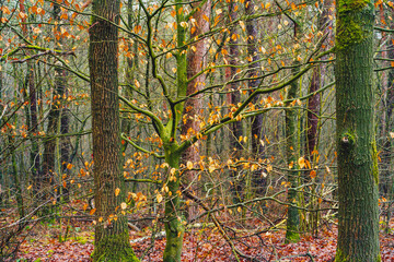 Autumn forest, branches with leafs pattern