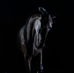 Gorgeous fine art photos of black beautiful horse on black background.