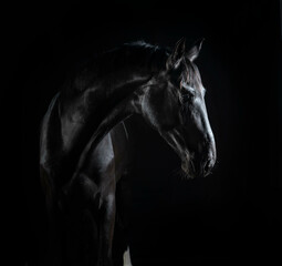Fototapeta na wymiar Gorgeous fine art photos of black beautiful horse on black background.