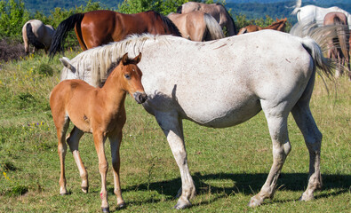Fototapeta premium Horses in a pasture in Boisoara, Romania