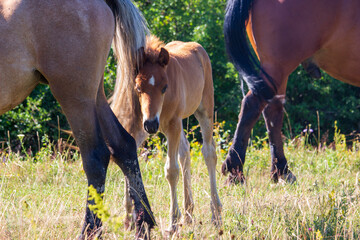 in the pasture in Boisoara, Romania